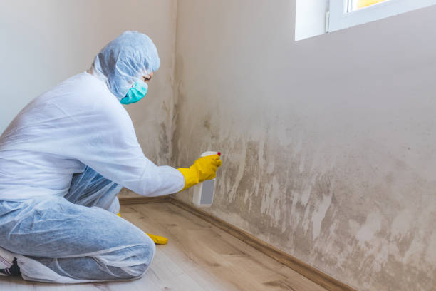 Best Black Mold Removal  in Chauvin, LA